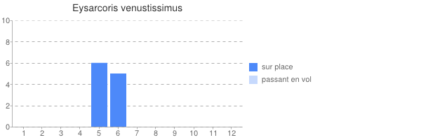 periode d observation de Eysarcoris_venustissimus