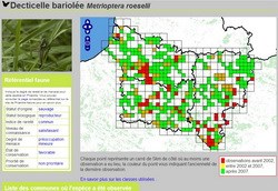 observation en picardie de Metrioptera roeseli