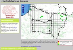 observations en Picardie de Haplophthalmus danicus